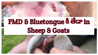 Clinical signs of FootandMouth disease in Sheep and Goats [upl. by Royce]