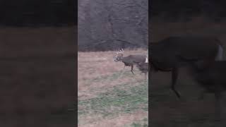 Whitetails Still On The Brain Whos With Us Awesome Rut Footage deerseason23 hunting shorts [upl. by Aehcim397]