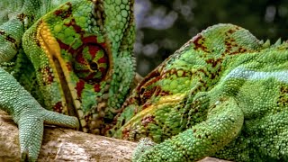 Chameleons Fight To Defend Their Territory  Madagascar  BBC Earth [upl. by Sevein411]