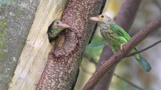 Lineated Barbet Feeding [upl. by Deb]