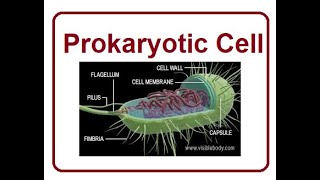 Prokaryotic cell  2024 [upl. by Nosidam]