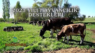 2023 Hayvancılık Destekleri [upl. by Naret565]