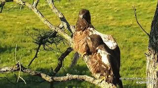 Decorah North 🦅🦅 A double heraldic pose simultaneously exploreorg 07 12 2022 [upl. by Ylekalb870]