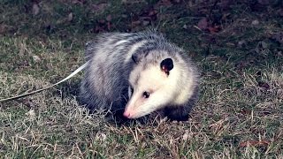 Wild Science Opossum [upl. by Joby]