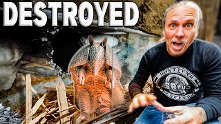 My Armadillo Destroyed Its Cage [upl. by Siriso]