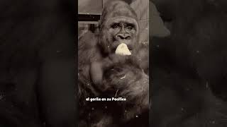 conoce la Serenidad Estoica del Gorilla  estoicismo frases estoicismocotidiano [upl. by Chick]