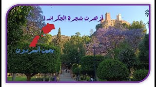 LA JACARANDA A FLEURI À AIN ASSERDOUNE BENI MELLAL ربيع عين أسردون ببني ملال [upl. by Fenn339]