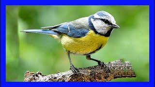 Blue Tit Singing Blue Tit Calling Blue Tit Sound  Herrerillo Común Canto  Cyanistes Caeruleus [upl. by Inajar]