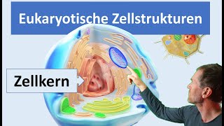 Eukaryotische Zellen Pflanzenzelle und Tierzelle mit ihren wichtigsten Zellstrukturen Organellen [upl. by Alie]