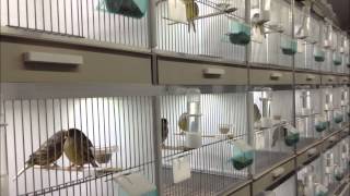 LED lights in Gloster canary breeding cages wwwAvicultuurLEDnl [upl. by Trebliw]