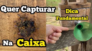 🔥DICA ESPECIAL PRA CAPTURAR ABELHA JATAÍ DIRETO NA CAIXA… [upl. by Nadabb]