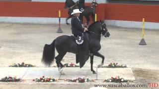 CAMPEONATO CABALLOS TROCHA Y GALOPE COPA BOGOTA 2012 [upl. by Anitaf]