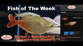 Blehers Rainbowfish Chilatherina bleheri 🐟❤️ imperialtropicals [upl. by Moody]