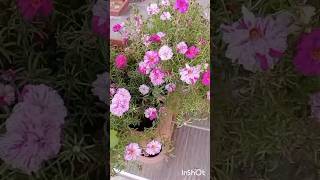 Portulaca grandiflora plant Moss Rose portulaca flowers nature mossrose plants shorts φυτά [upl. by Denni772]