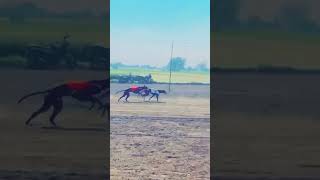 greyhound dograce greyhoundracing dogsport shots ytshorts [upl. by Krahmer835]