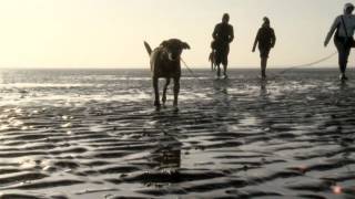 Destination Germany Walking the North Sea Mudflats [upl. by Anatole]