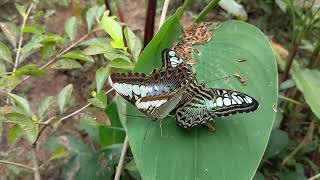 Whats fantastic color of butterfly butterfly how butterflylifecycle butterflyfarm viral [upl. by Leorsiy]