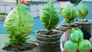 Nutritious Heart Cabbage Easy To Grow On The Balcony No Garden Required [upl. by Meunier]