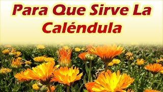 Para Que Sirve La Calendula Impresionantes beneficios De La Calendula y sus Usos Para La Salud [upl. by Higgins272]