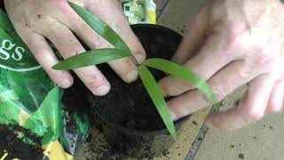 Repotting a Golden Cane Palm Seedling [upl. by Atinram]