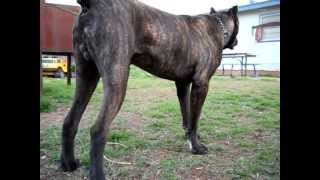 quotMajorquot Cane Corso Italian Mastiff [upl. by Aksoyn]