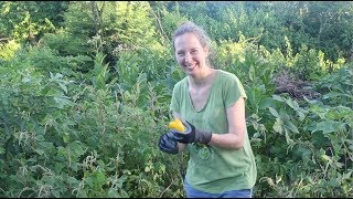 Permaculture Chop and Drop in the Annual Gardens With Wild Amaranth [upl. by Ahsead876]