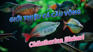 Chilatherina Bleheri  Rainbow Fish  GIỚI THIỆU CÁ CẦU VỒNG [upl. by Jeanine]