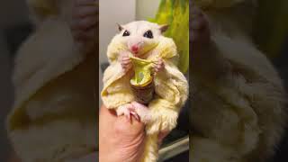 Silkworm pupa with cheese CuteCuteSugarGlider [upl. by Atsirc877]