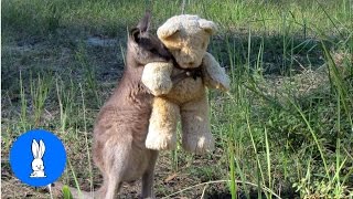 Baby Kangaroos amp Joeys  CUTEST Compilation [upl. by Teryn669]