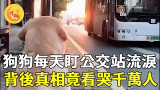 一隻狗狗連續8年，每天盯著公交車站流淚，寸步不離誰也拉不走，背後真相竟看哭千萬人【萌寵故事】震撼 不可思議 救援 善良 暖心 反轉 奇跡 真實故事 新聞 鏡頭 記錄 感謝 [upl. by Nahsor]