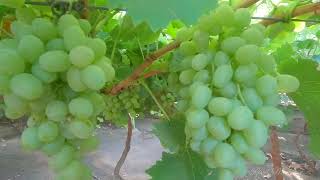 ബുറൈദയിലെ മുന്തിരിപ്പാടം  Grape Farm in Buraydah Al Qassim Saudi Arabia [upl. by Boles588]