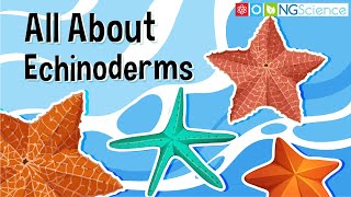 All About Echinoderms [upl. by Nohsav802]