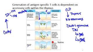 T cell Development [upl. by Jessy]