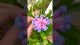 Amazing bromeliads flower indoor plants identification house plants 😍🪴🌱☘️🌸🌼🫣🌼🌺🌺🌺🌺❤️😘 [upl. by Schnapp]