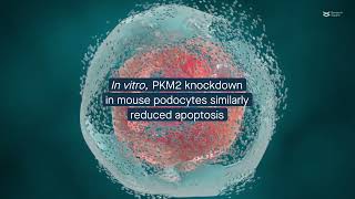 PKM2 deletion in podocytes alleviates acute kidney injury in mice [upl. by Nikolos]