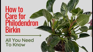 How to Care for Philodendron Birkin Variegation Light Watering Repotting and More [upl. by Aciria211]