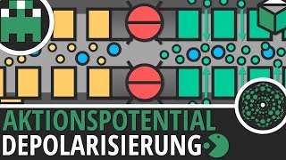 Aktionspotential Depolarisierung einfach erklärt│Biologie Lernvideo│Learning Level Up [upl. by Jasmine454]