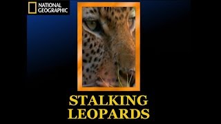 Stalking Leopards National Geographic Documentary 2001 [upl. by Sindee]