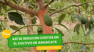 Así se reducen costos en el cultivo de aguacate  TvAgro por Juan Gonzalo Angel Restrepo [upl. by Hennie]