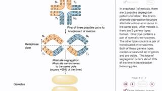 Chromosomal mutation animation [upl. by Montford]