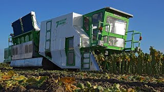 Amazing robotic brussels sprout harvester  World premiere  Tumoba  Brussels sprout harvest [upl. by Guglielmo]