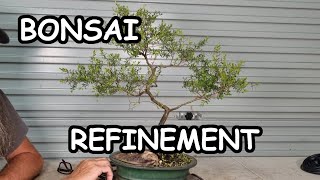 Aussie Tea Tree Bonsai Pruning amp Wiring [upl. by Childers]