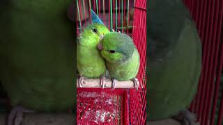 Smallest talking parrot in the world  pacificparrotlet breeding pair [upl. by Amhsirak]