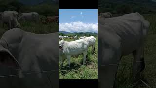 Transformando Suelos forrajes y animales con GANADERIA REGENERATIVA en Finca El Burro [upl. by Morley]