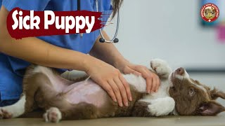 Top 10 Common Puppy Diseases  Diagnosis And Treatment [upl. by Alage142]