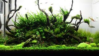 90cm Aquascape Day 80 Update  Aqueous Reflection [upl. by Harikahs689]