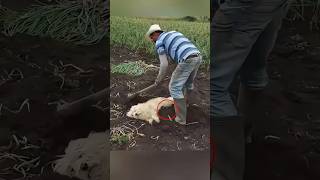 He put his dog in the mud for this reason 🥺❤️ dog animals love [upl. by Shanan954]