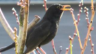 Das Lied mit der Amsel Original Amselgesang [upl. by Hamfurd]