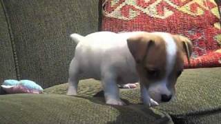 Jack Russell Terrier puppy quotEdenquot [upl. by Alisun]