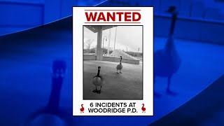 Woodridge police say wild geese are harassing clients at their station [upl. by Caroline]